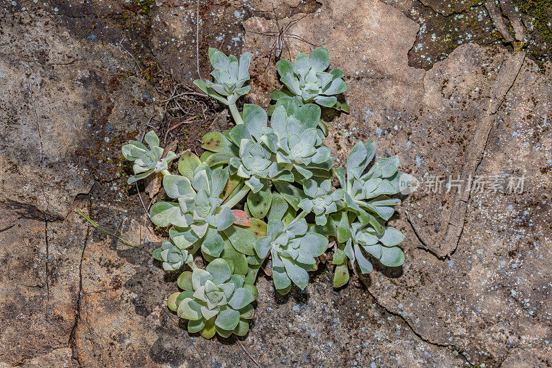 鸡柳景天(Sedum spathullifolium)是天竺葵科开花植物，俗称阔叶石斛、黄叶石斛和匙叶石斛。它是一种多年生常绿植物，原产于北美西部。马亚卡马斯山